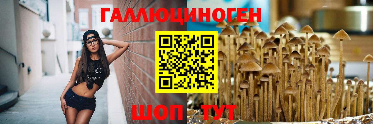 купить  цена  Псилоцибиновые грибы прущие грибы  Вход с VPN  Вологда 