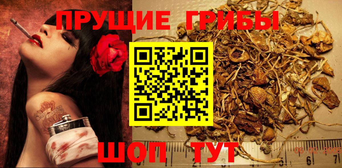 Псилоцибиновые грибы Psilocybe Вологда